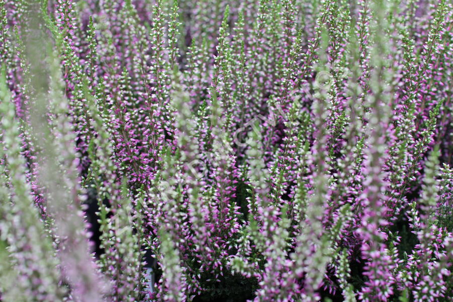 Vřes obecný 'Liletta' (Garden girls®) - Calluna vulgaris 'Liletta' (Garden girls®)
