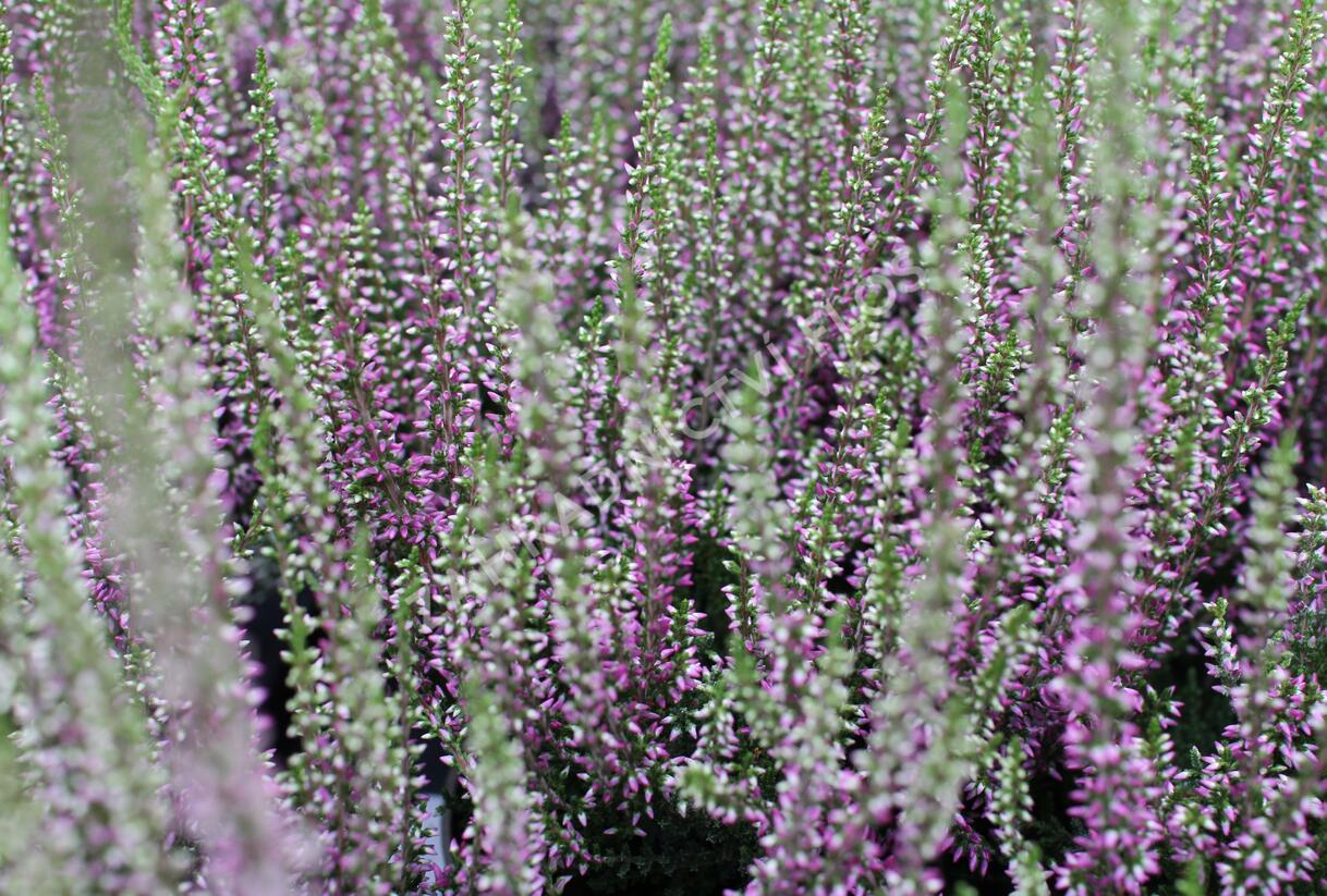 Vřes obecný 'Liletta' (Garden girls®) - Calluna vulgaris 'Liletta' (Garden girls®)