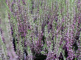 Vřes obecný 'Liletta' (Garden girls®) - Calluna vulgaris 'Liletta' (Garden girls®)