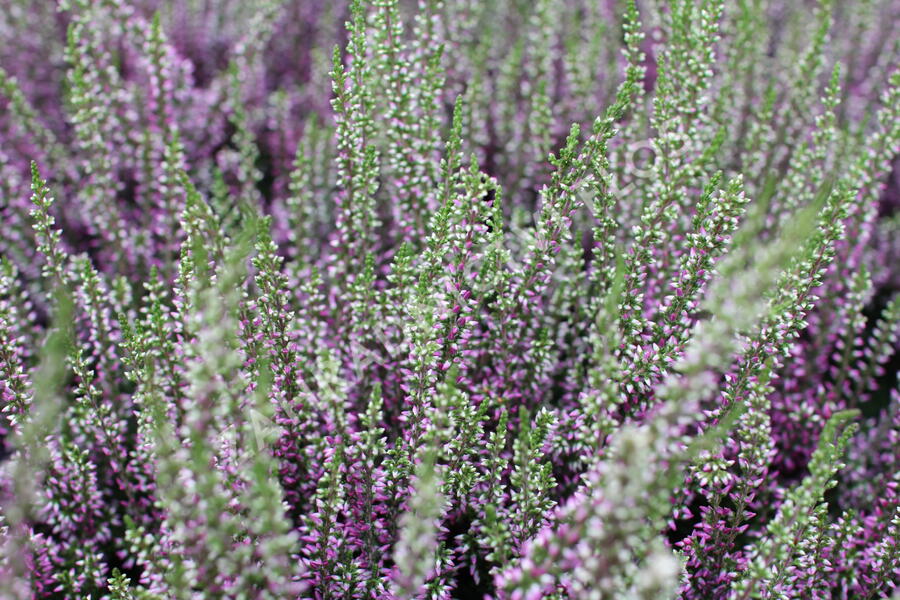 Vřes obecný 'Liletta' (Garden girls®) - Calluna vulgaris 'Liletta' (Garden girls®)