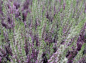 Vřes obecný 'Liletta' (Garden girls®) - Calluna vulgaris 'Liletta' (Garden girls®)