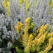 Vřes obecný (Sunset girls®) 'Trio Zorina, Zilly, Zelda' - Calluna vulgaris (Sunset girls®) 'Trio Zorina, Zilly, Zelda'
