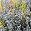 Vřes obecný (Sunset girls®) 'Trio Zorina, Zilly, Zelda' - Calluna vulgaris (Sunset girls®) 'Trio Zorina, Zilly, Zelda'