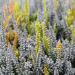 Vřes obecný (Sunset girls®) 'Trio Zorina, Zilly, Zelda' - Calluna vulgaris (Sunset girls®) 'Trio Zorina, Zilly, Zelda'