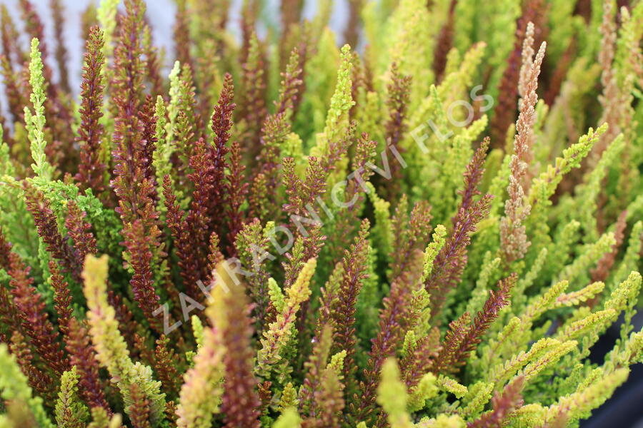 Vřes obecný (Sunset girls®) 'Trio Zoe, Zelda, Zorina' - Calluna vulgaris (Sunset girls®) 'Trio Zoe, Zelda, Zorina'