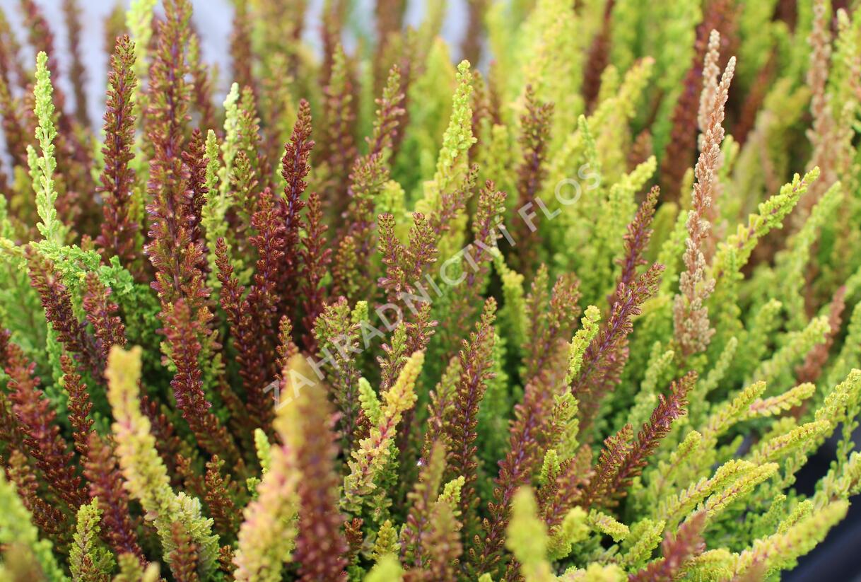 Vřes obecný (Sunset girls®) 'Trio Zoe, Zelda, Zorina' - Calluna vulgaris (Sunset girls®) 'Trio Zoe, Zelda, Zorina'