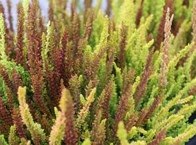 Vřes obecný (Sunset girls®) 'Trio Zoe, Zelda, Zorina' - Calluna vulgaris (Sunset girls®) 'Trio Zoe, Zelda, Zorina'