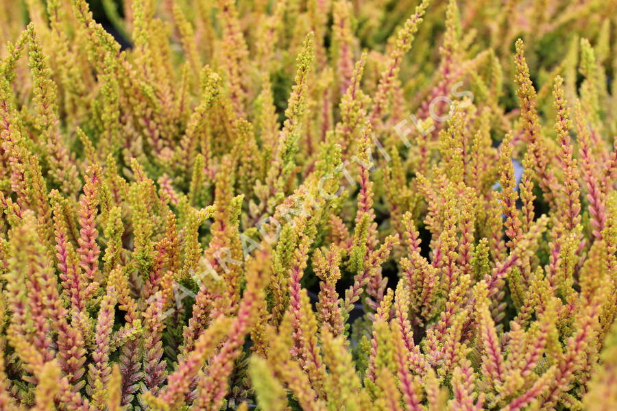 Vřes obecný (Sunset girls®) 'Zoe' - Calluna vulgaris (Sunset girls®) 'Zoe'