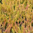 Vřes obecný (Sunset girls®) 'Zoe' - Calluna vulgaris (Sunset girls®) 'Zoe'