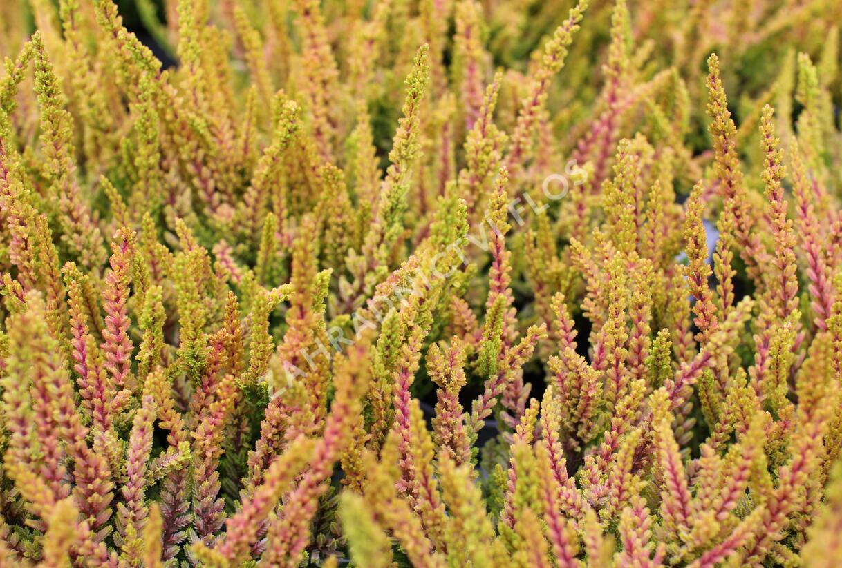 Vřes obecný (Sunset girls®) 'Zoe' - Calluna vulgaris (Sunset girls®) 'Zoe'