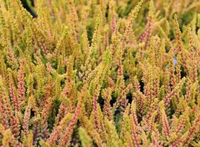 Vřes obecný (Sunset girls®) 'Zoe' - Calluna vulgaris (Sunset girls®) 'Zoe'