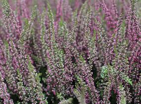 Vřes obecný 'Athene' (Garden girls®) - Calluna vulgaris 'Athene' (Garden girls®)