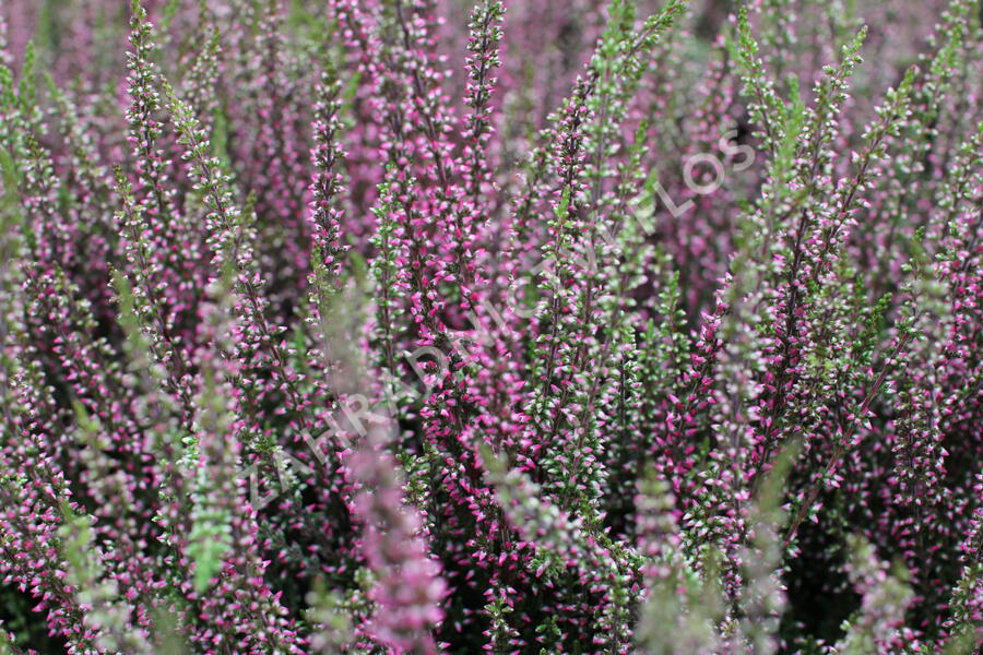 Vřes obecný 'Athene' (Garden girls®) - Calluna vulgaris 'Athene' (Garden girls®)