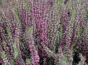 Vřes obecný 'Athene' (Garden girls®) - Calluna vulgaris 'Athene' (Garden girls®)