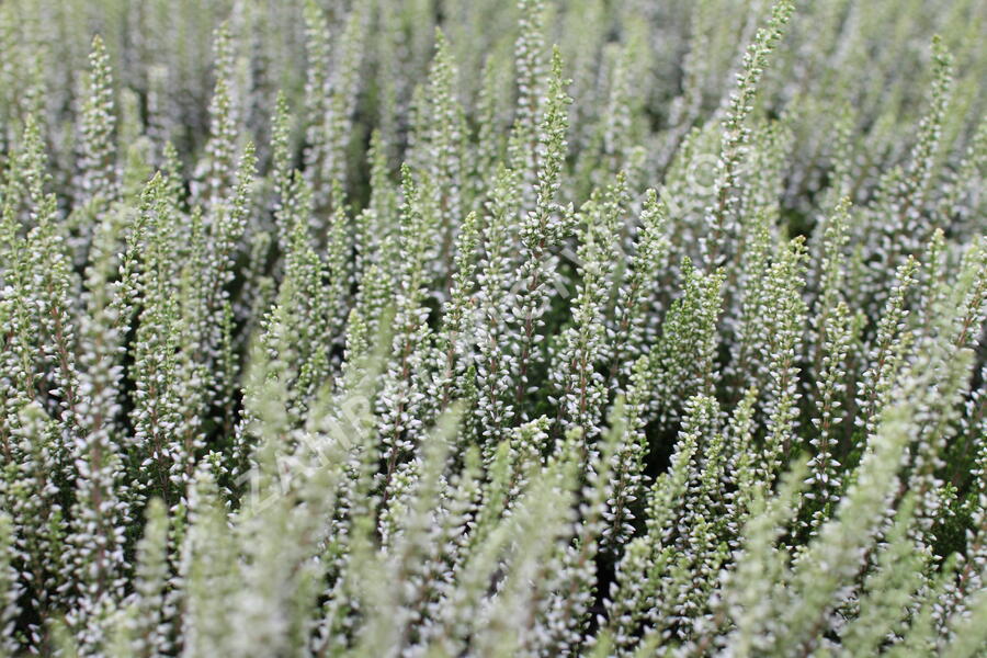 Vřes obecný 'Coco' (Garden girls®) - Calluna vulgaris 'Coco' (Garden girls®)