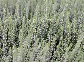 Vřes obecný 'Coco' (Garden girls®) - Calluna vulgaris 'Coco' (Garden girls®)