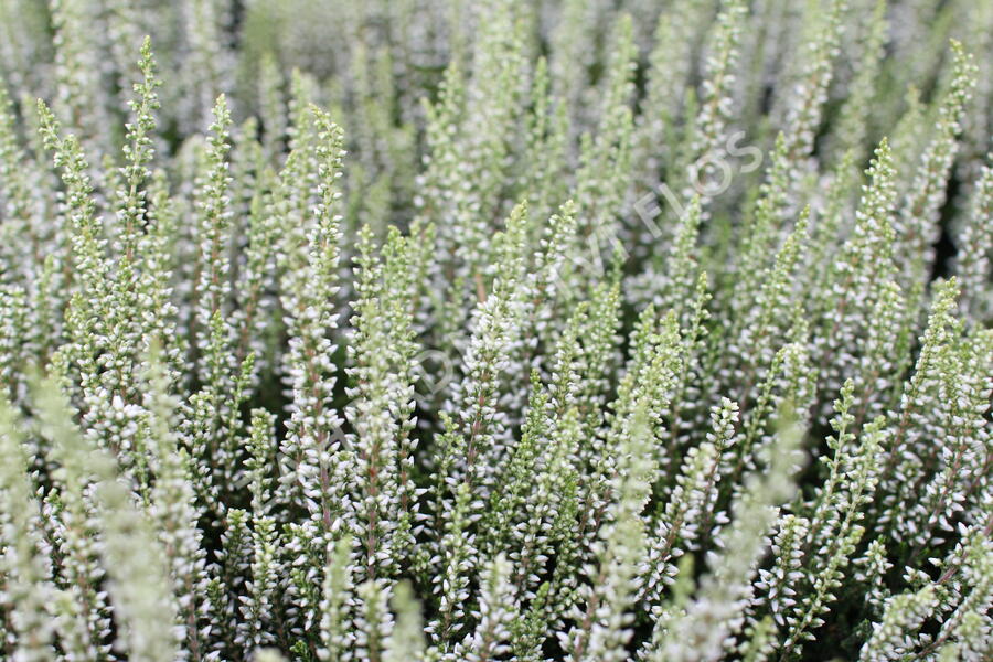 Vřes obecný 'Coco' (Garden girls®) - Calluna vulgaris 'Coco' (Garden girls®)