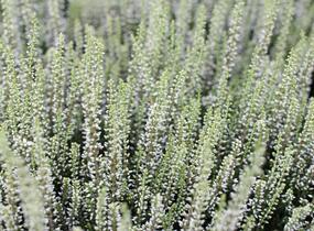 Vřes obecný 'Coco' (Garden girls®) - Calluna vulgaris 'Coco' (Garden girls®)
