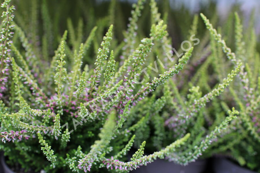 Vřes obecný 'Golden Angie' (Garden girls®) - Calluna vulgaris 'Golden Angie' (Garden girls®)