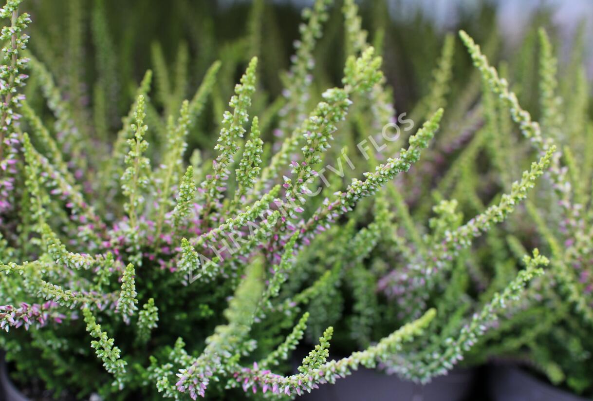 Vřes obecný 'Golden Angie' (Garden girls®) - Calluna vulgaris 'Golden Angie' (Garden girls®)