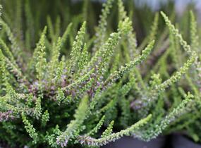 Vřes obecný 'Golden Angie' (Garden girls®) - Calluna vulgaris 'Golden Angie' (Garden girls®)