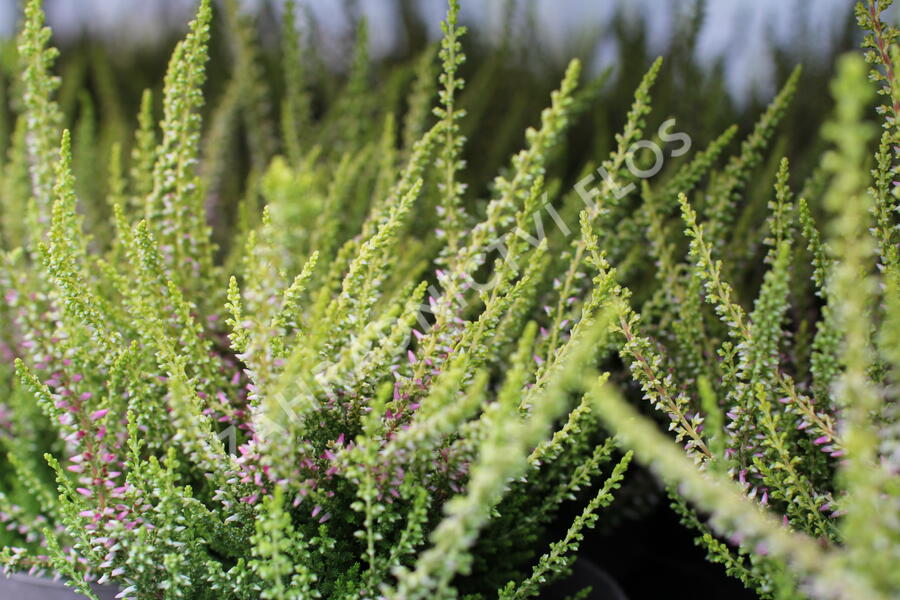Vřes obecný 'Golden Angie' (Garden girls®) - Calluna vulgaris 'Golden Angie' (Garden girls®)