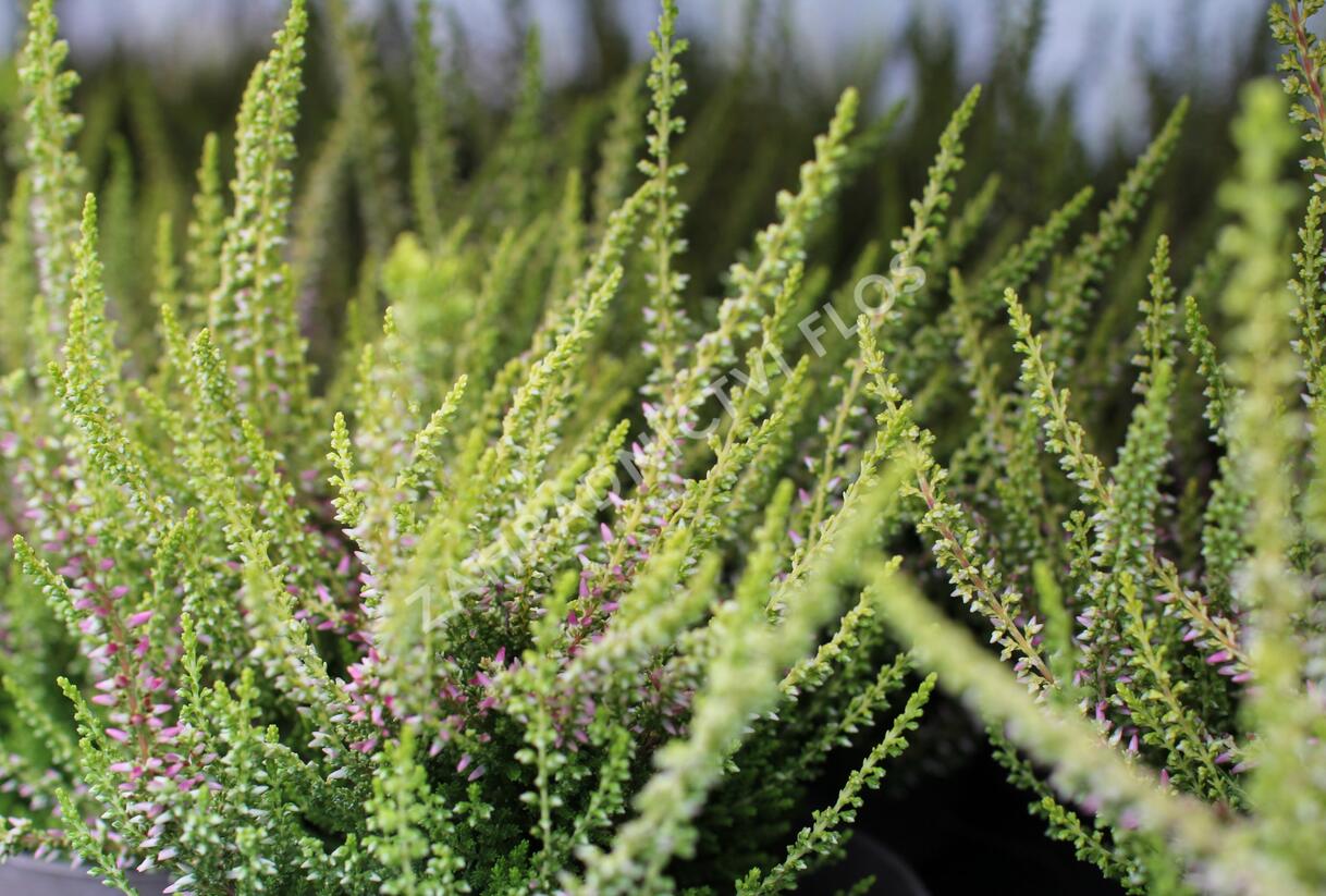 Vřes obecný 'Golden Angie' (Garden girls®) - Calluna vulgaris 'Golden Angie' (Garden girls®)