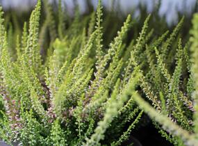 Vřes obecný 'Golden Angie' (Garden girls®) - Calluna vulgaris 'Golden Angie' (Garden girls®)