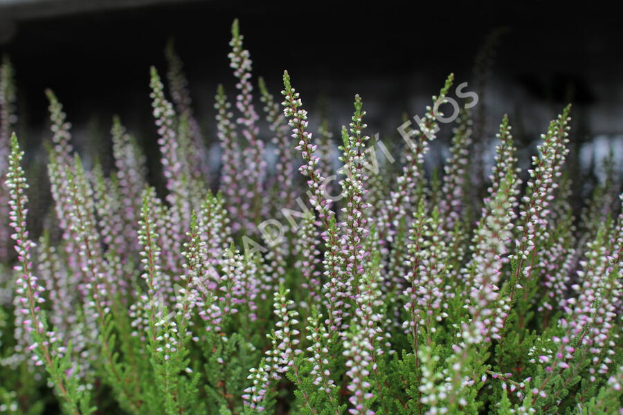 Vřes obecný 'Liliane' (Garden girls®) - Calluna vulgaris 'Liliane' (Garden girls®)