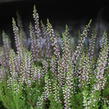 Vřes obecný 'Liliane' (Garden girls®) - Calluna vulgaris 'Liliane' (Garden girls®)