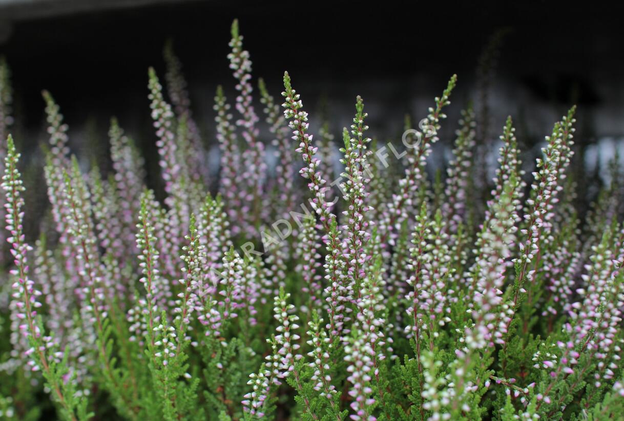 Vřes obecný 'Liliane' (Garden girls®) - Calluna vulgaris 'Liliane' (Garden girls®)