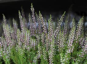 Vřes obecný 'Liliane' (Garden girls®) - Calluna vulgaris 'Liliane' (Garden girls®)