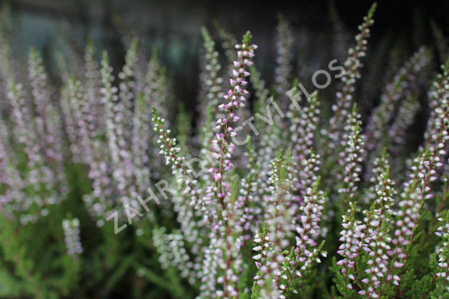 Vřes obecný 'Liliane' (Garden girls®) - Calluna vulgaris 'Liliane' (Garden girls®)