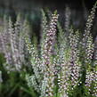 Vřes obecný 'Liliane' (Garden girls®) - Calluna vulgaris 'Liliane' (Garden girls®)