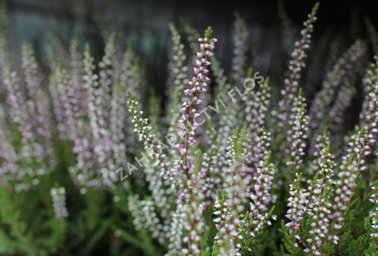 Vřes obecný 'Liliane' (Garden girls®) - Calluna vulgaris 'Liliane' (Garden girls®)