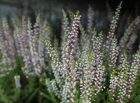 Vřes obecný 'Liliane' (Garden girls®) - Calluna vulgaris 'Liliane' (Garden girls®)