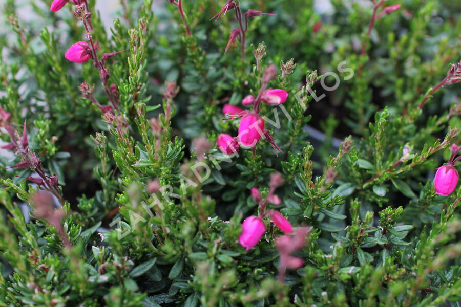 Dabécie kantabrijská, Irský vřes 'Tina' - Daboecia cantabrica 'Tina'