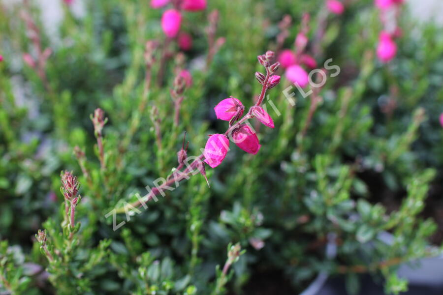 Dabécie kantabrijská, Irský vřes 'Tina' - Daboecia cantabrica 'Tina'