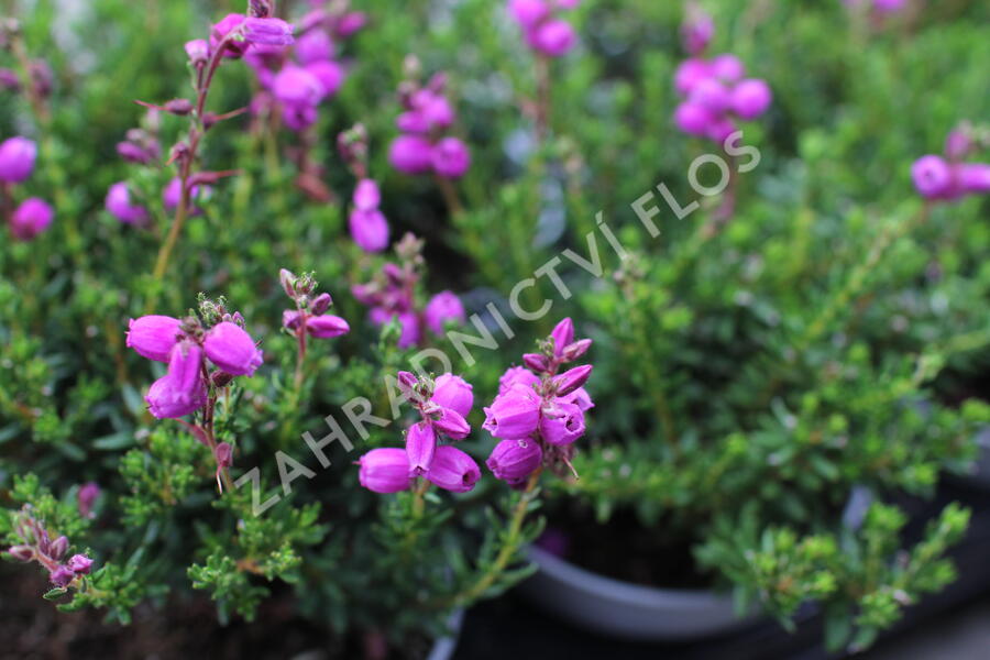 Dabécie kantabrijská, Irský vřes 'Vanessa' - Daboecia cantabrica 'Vanessa'