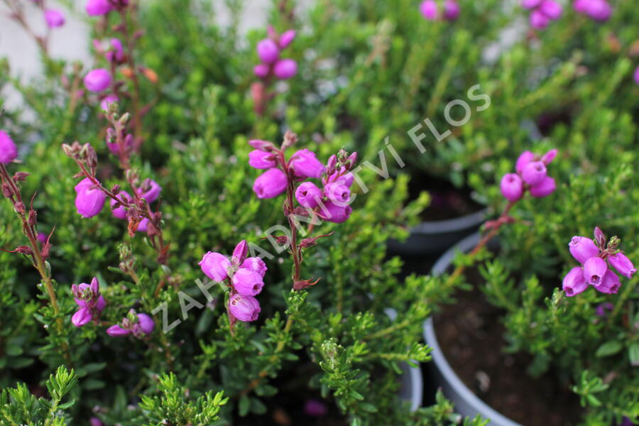 Dabécie kantabrijská, Irský vřes 'Vanessa' - Daboecia cantabrica 'Vanessa'