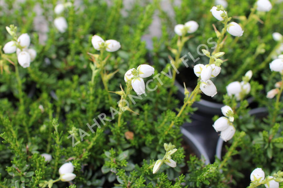 Dabécie kantabrijská, Irský vřes 'Alberta White' - Daboecia cantabrica 'Alberta White'
