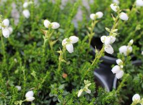 Dabécie kantabrijská, Irský vřes 'Alberta White' - Daboecia cantabrica 'Alberta White'