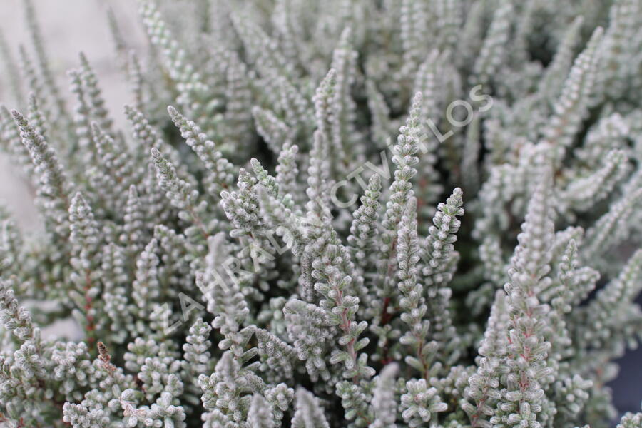 Vřes obecný (Sunset girls®) 'Zilly' - Calluna vulgaris (Sunset girls®) 'Zilly'