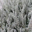 Vřes obecný (Sunset girls®) 'Zilly' - Calluna vulgaris (Sunset girls®) 'Zilly'