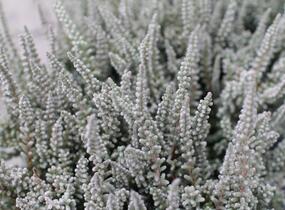 Vřes obecný (Sunset girls®) 'Zilly' - Calluna vulgaris (Sunset girls®) 'Zilly'