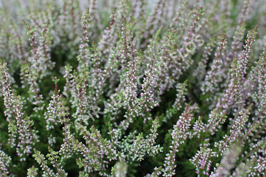 Vřes obecný 'Franca' (Garden girls®) - Calluna vulgaris 'Franca' (Garden girls®)