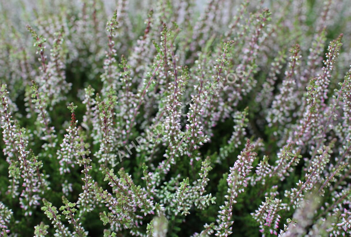 Vřes obecný 'Franca' (Garden girls®) - Calluna vulgaris 'Franca' (Garden girls®)
