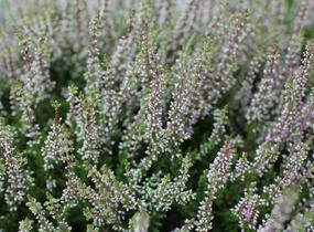 Vřes obecný 'Franca' (Garden girls®) - Calluna vulgaris 'Franca' (Garden girls®)