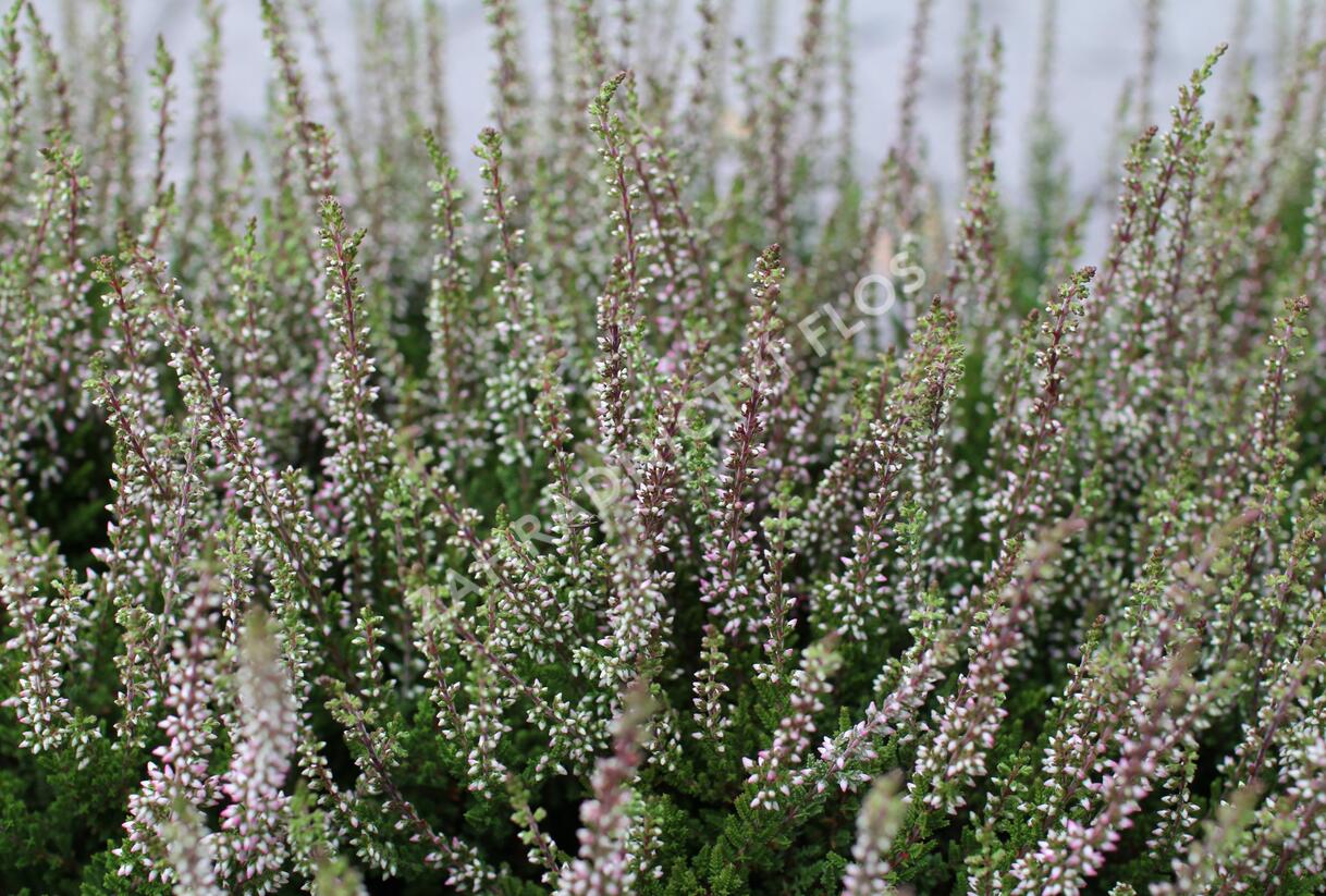 Vřes obecný 'Franca' (Garden girls®) - Calluna vulgaris 'Franca' (Garden girls®)