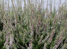 Vřes obecný 'Franca' (Garden girls®) - Calluna vulgaris 'Franca' (Garden girls®)